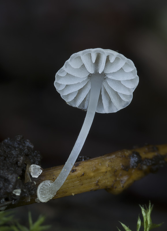 Mycena bulbosa